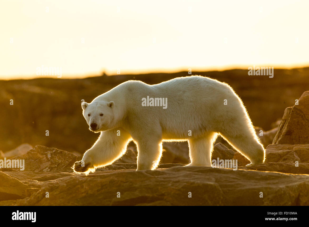 Canada, Nunavut Territory, Setting midnight sun lights Polar Bear (Ursus maritimus) walking along rocky shoreline by Hudson Bay Stock Photo
