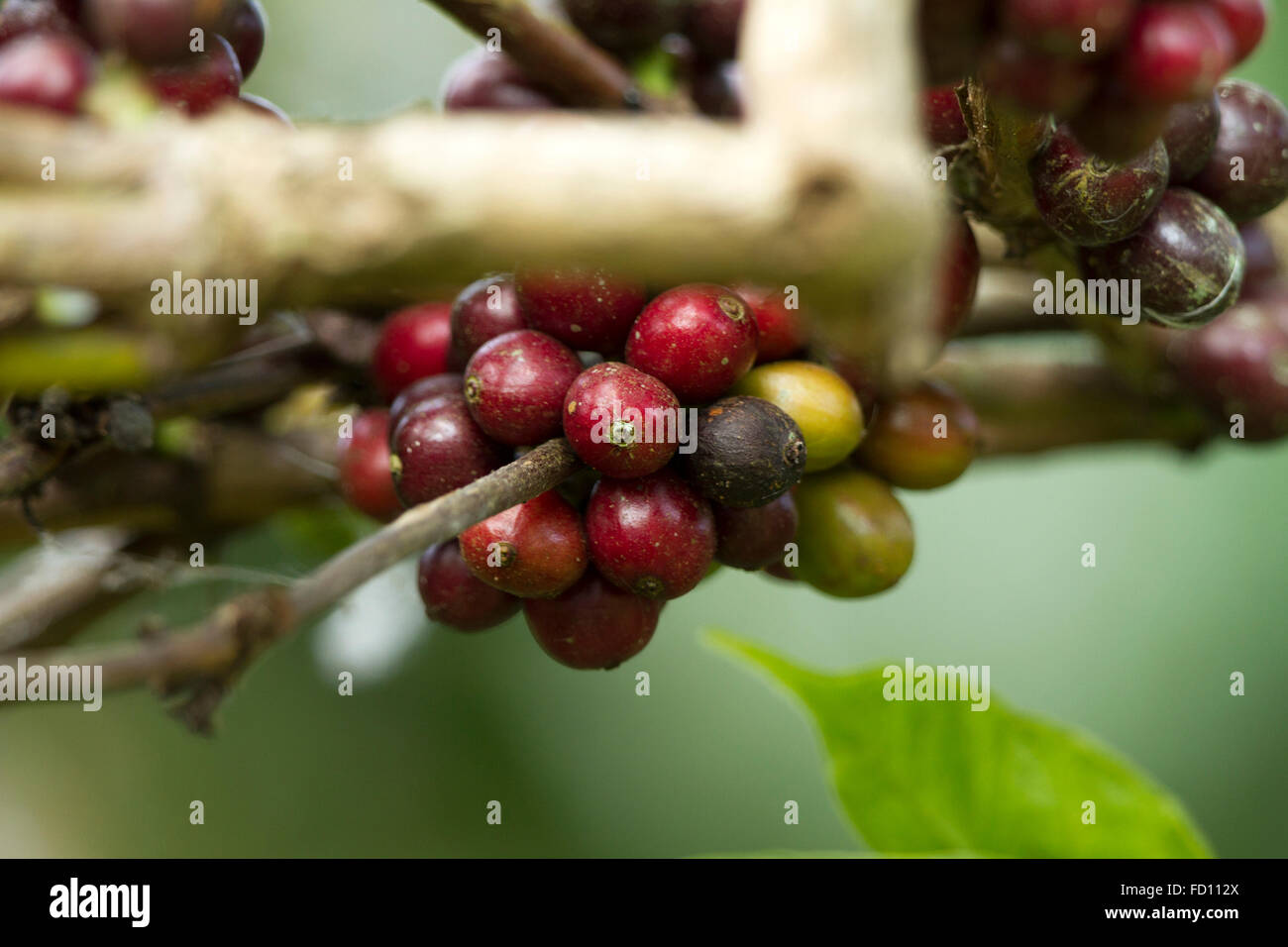 Coffee Plant. Red coffee beans on a branch of coffee tree. Branch of a