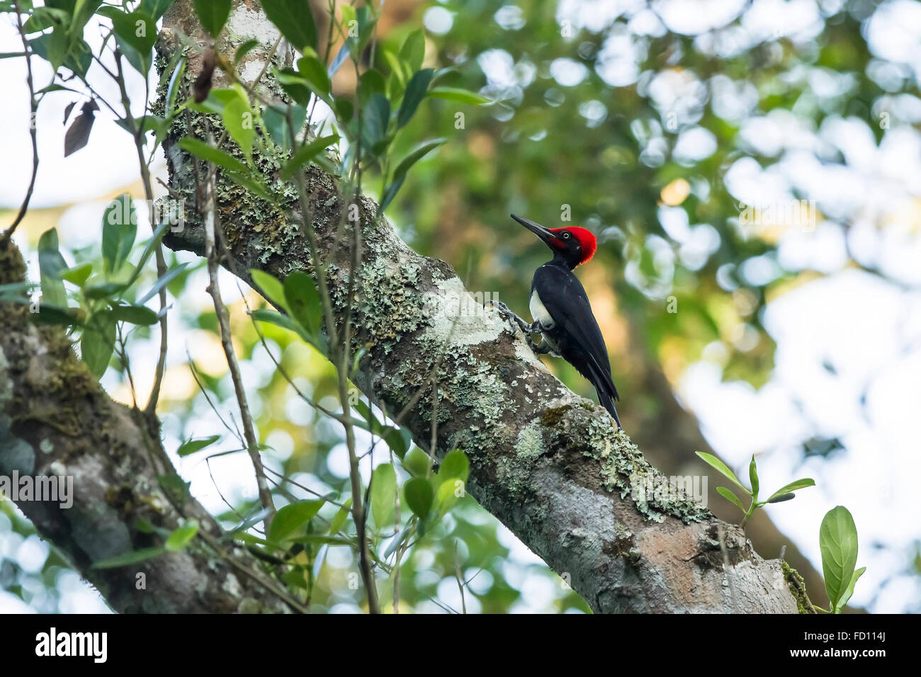 Black Woodpecker sitting on the tree (Dryocopus martius) Stock Photo