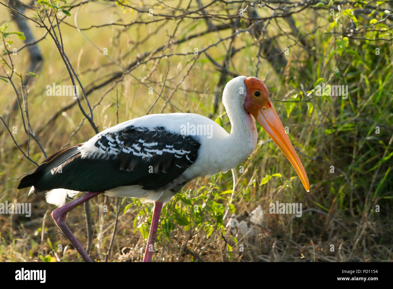 Painted Stork (Mycteria leucocephala) Stock Photo