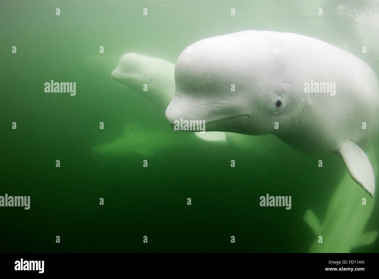 Canada, Manitoba, Churchill, Underwater view of young Beluga Whale pod swimming near mouth of Hudson Bay Stock Photo