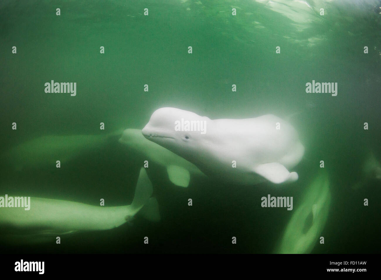 Canada, Manitoba, Churchill, Underwater view of Beluga Whale pod swimming near mouth of Hudson Bay Stock Photo