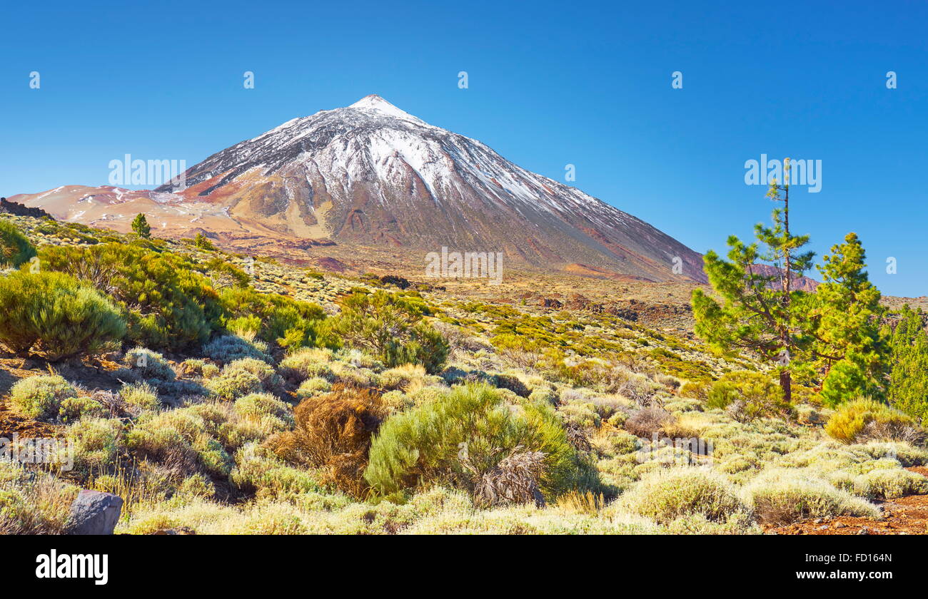 Canary Islands, Tenerife - Teide National Park, Spain Stock Photo