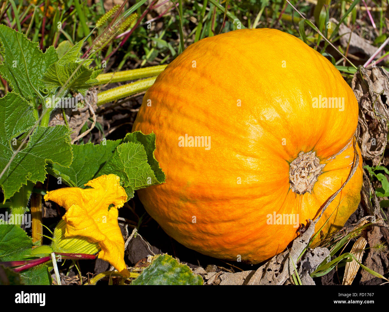Ripe pumpkin lies in a farm field Stock Photo - Alamy