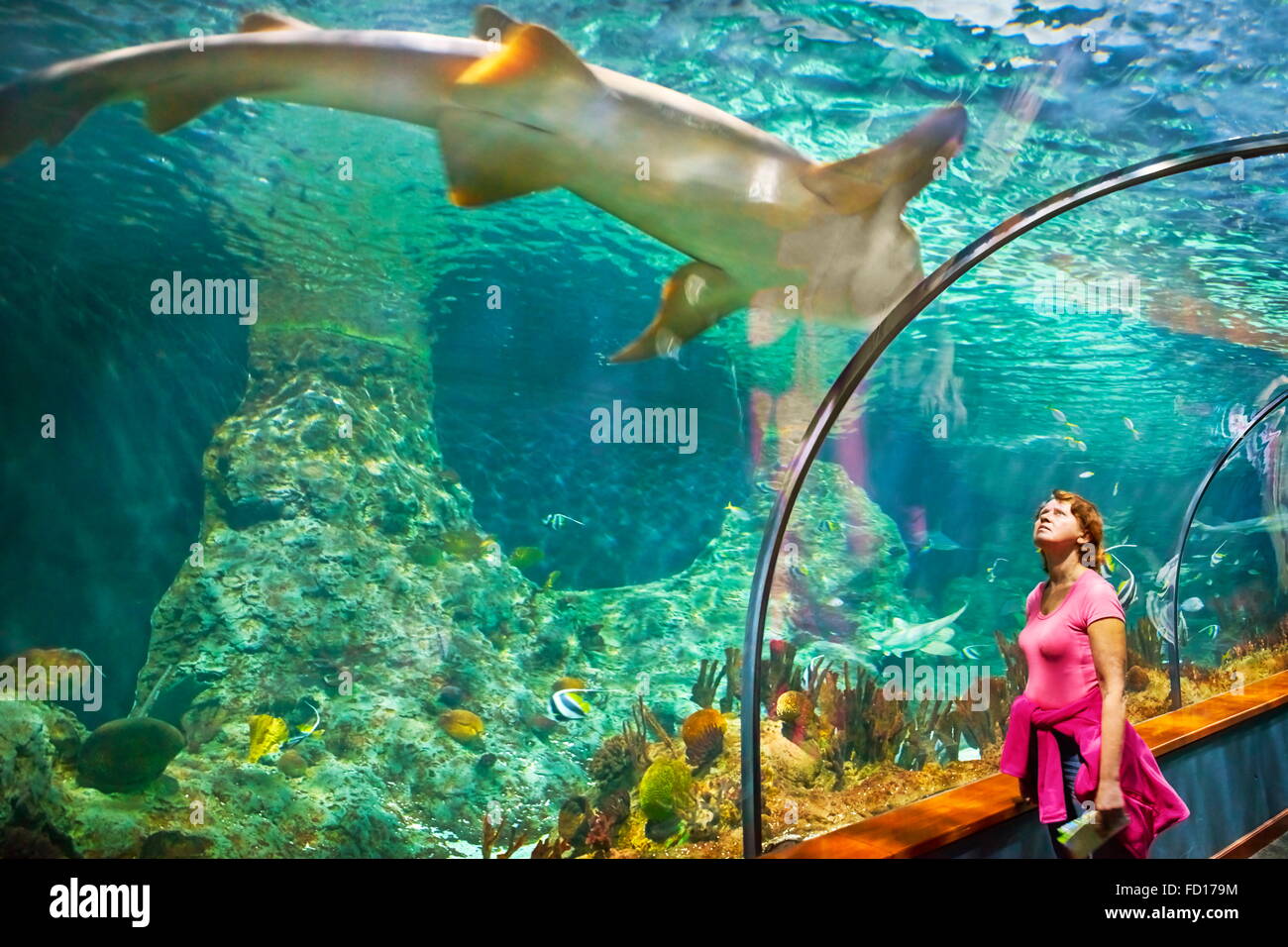 Tourist looking at shark, Loro Parque, Tenerife, Canary Islands, Spain Stock Photo