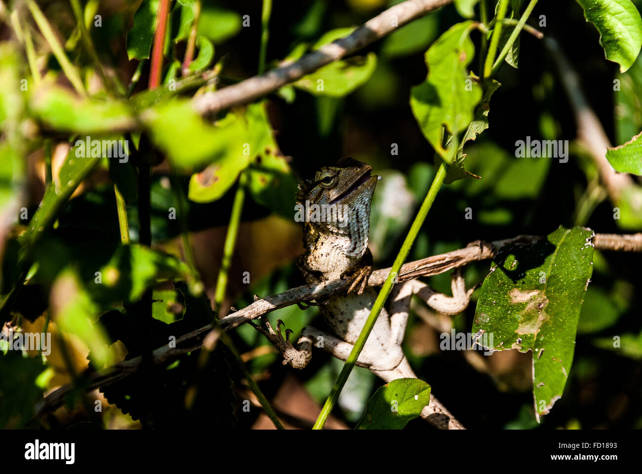 Common garden lizard Stock Photo Alamy