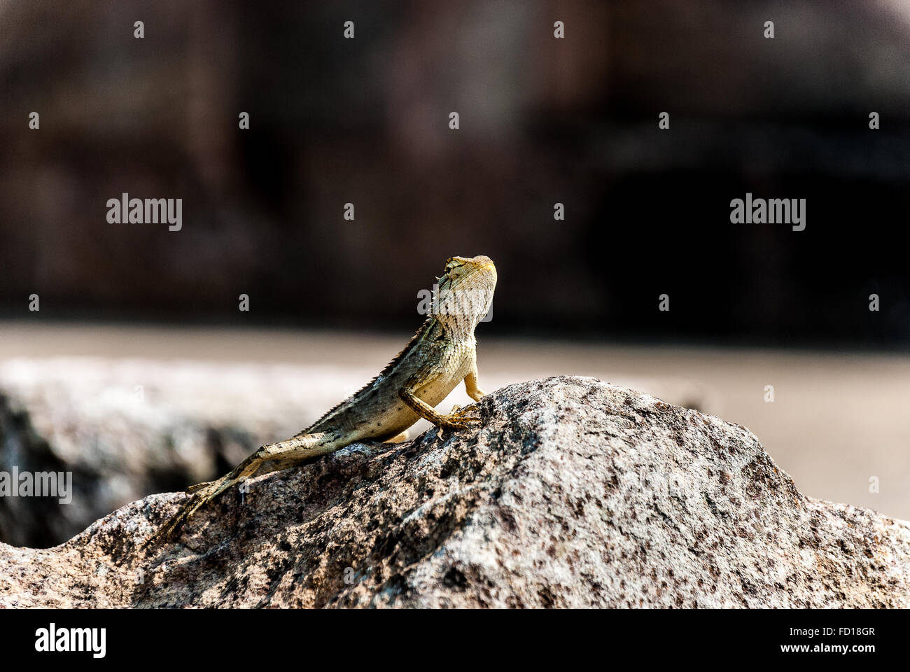 Common garden lizard Stock Photo Alamy