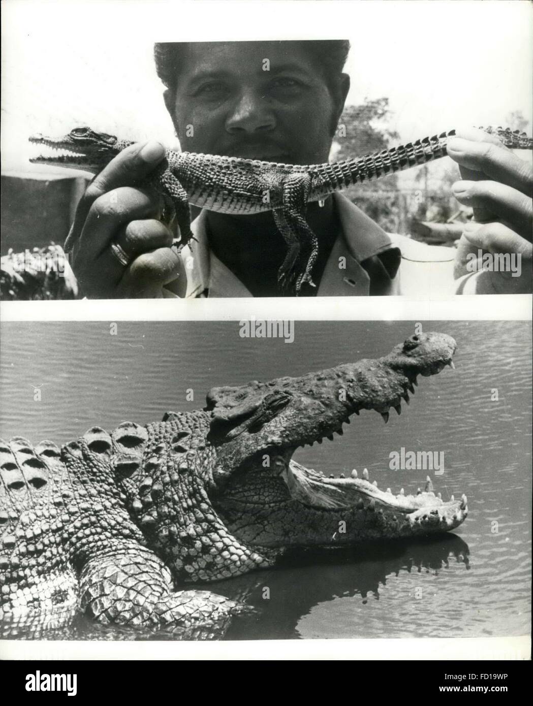 1968 - Crocodile Breeding in Cuba One of the pecularities of Cuba is crocodile breeding. On the largest farm at Cienaga de Zapata in the National Park, Matanzas Province, there are more than 20,000 crocodiles, some being 14 to 16 years old. The farm employs several workers who collect crocodile eggs and put them into special hatcheries (one crocodile lays up to 30 eggs a month). Later, when the breed will be still bigger, the reptiles will be killed and their precious skins will be processed. Photo Shows: In this join up picture we see an eight month old crocodile looking quite harmless (top p Stock Photo
