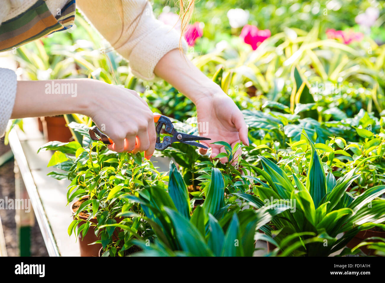 Closeup of hand of woman gardener trimming plants with pruning shears in garden center Stock Photo