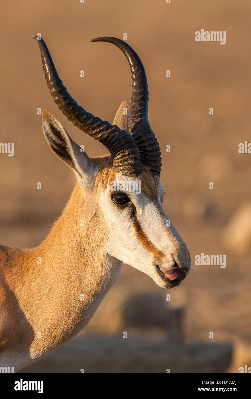 Springbok (Antidorcas marsupialis) licks his snout, portrait, Kgalagadi Transfrontier National Park, Northern Cape Province Stock Photo