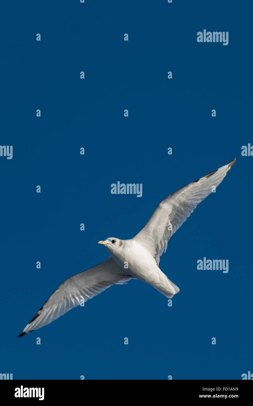 Young kittiwake (Rissa tridactyla), Northeast Greenland National Park, Greenland Stock Photo - Alamy Young kittiwake (Rissa tridactyla), Northeast Greenland National Park, Greenland Stock Photo - Alamy