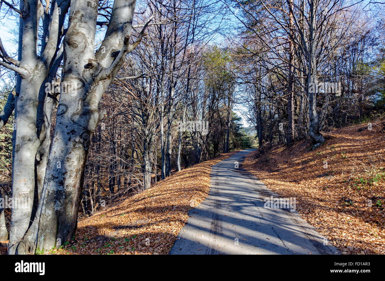 Old beech trees hi-res stock photography and images - Alamy