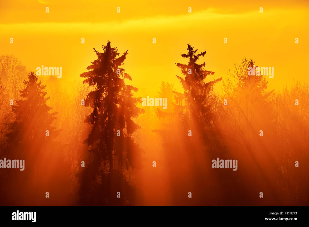 Sun rays shining through foggy spruce forest, Canton of Zug, Switzerland Stock Photo