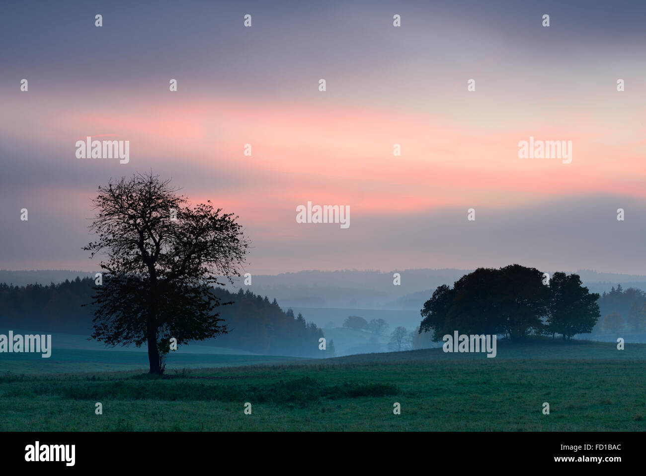 Cherry (Prunus sp.) tree and copse, sunset, fog, Hasselfelde, Saxony-Anhalt, Germany Stock Photo