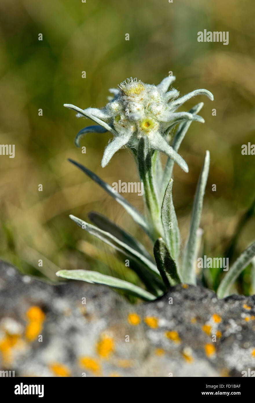 Edelweiss (Leontopodium ochroleucum), Asian species, Orkhon Valley, Khangai Nuruu National Park, Övörkhangai Aimag, Mongolia Stock Photo