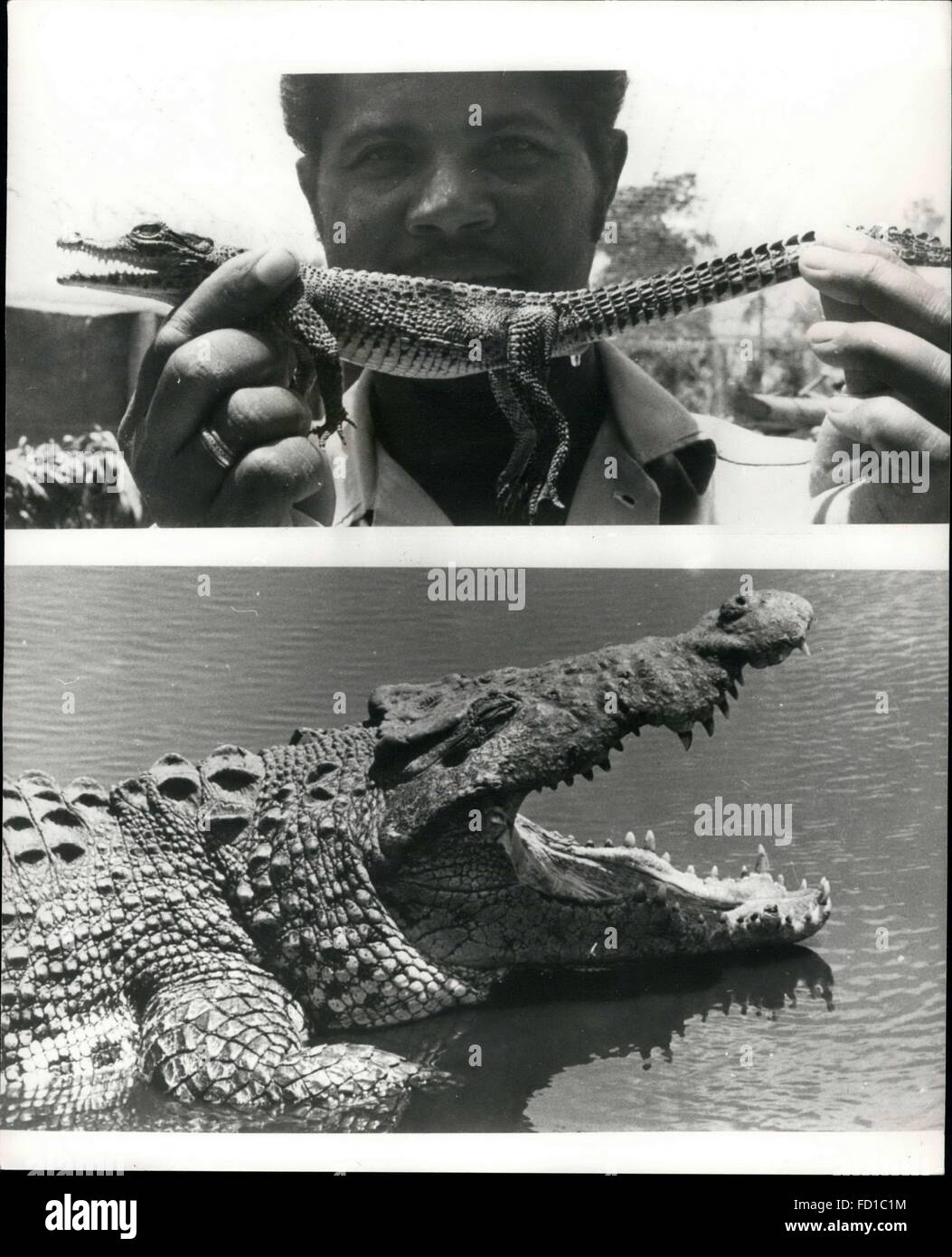 1976 - Crocodile breeding in Cuba: One of the peculiarities of Cuba is crocodile breeding. On the largest farm at Cienaga de Zapata in the National Park, Matanzas Province, there are more than 20,000 crocodiles, some being 14 to 16 years old. The farm employes several workers who collect crocodile eggs and put them into special hatcheries (one crocodile lays up to 30 eggs a month). Later, when the breed will be still bigger, the reptiles will be killed and their precious skins will be processed. Photo shows In this join-up picture we see an eight month old crocodile looking quite harmless (top Stock Photo