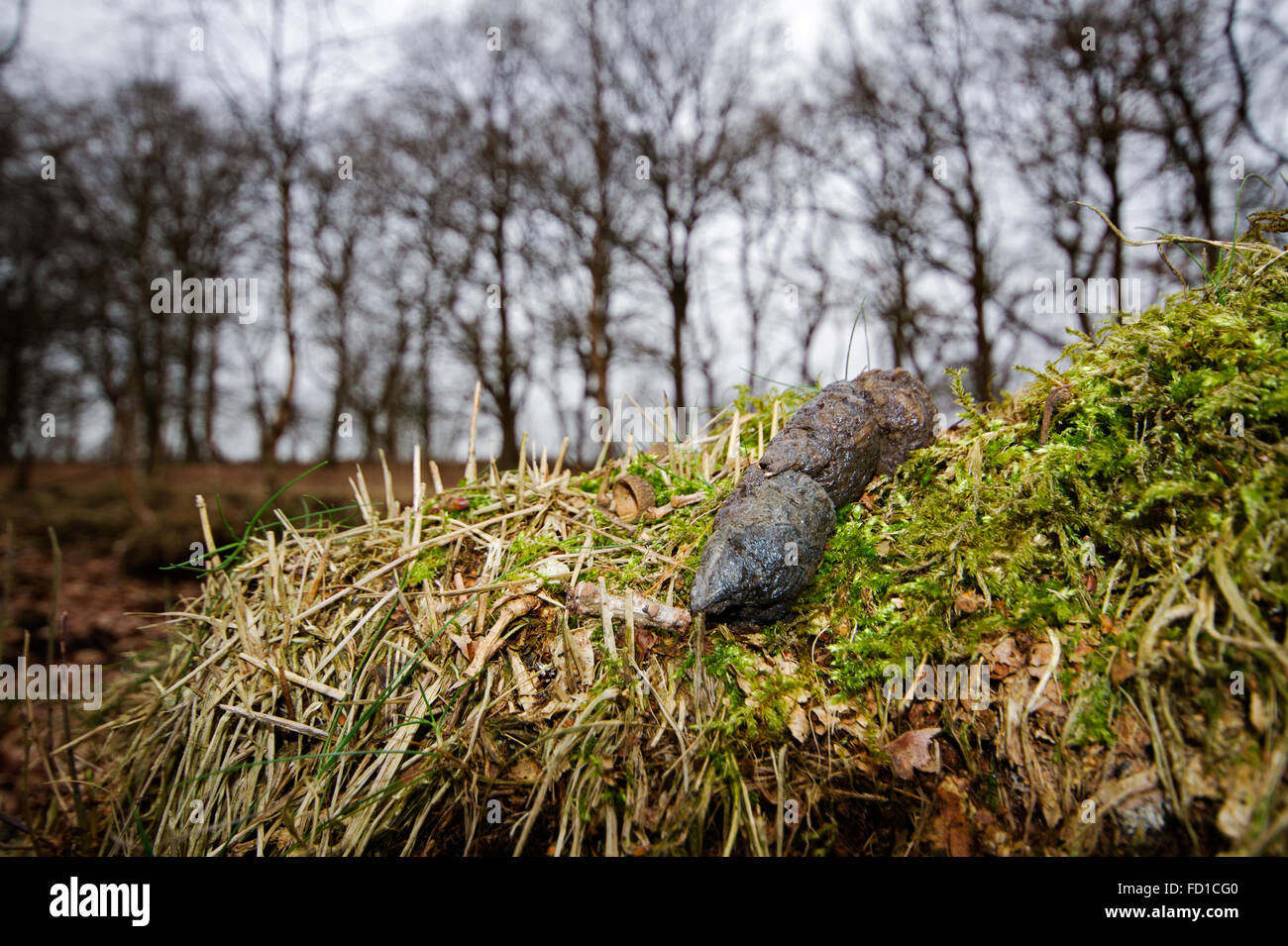 Fox poo faeces hires stock photography and images Alamy
