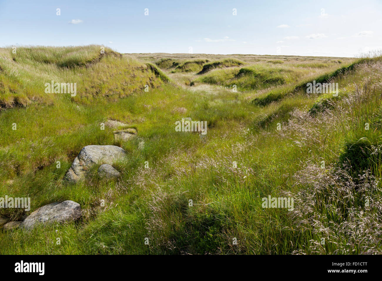 New growth of moor grass and other vegetation in a gully, ditch or grough after moorland restoration on Kinder Scout, Derbyshire, England, UK Stock Photo