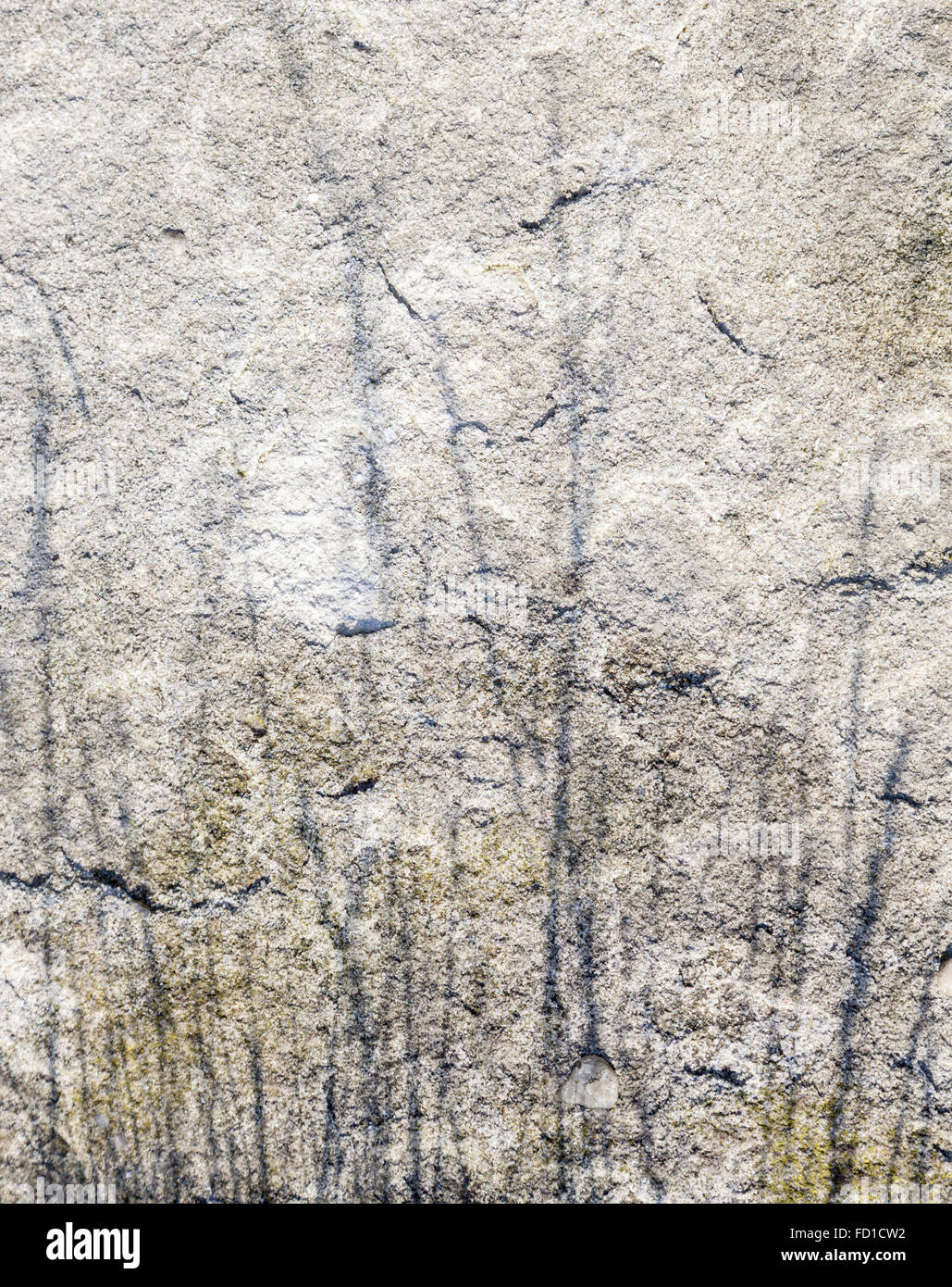 Shadow of long grass on stone. Rock texture background with shadows. Gritstone textures from the UK. Stock Photo
