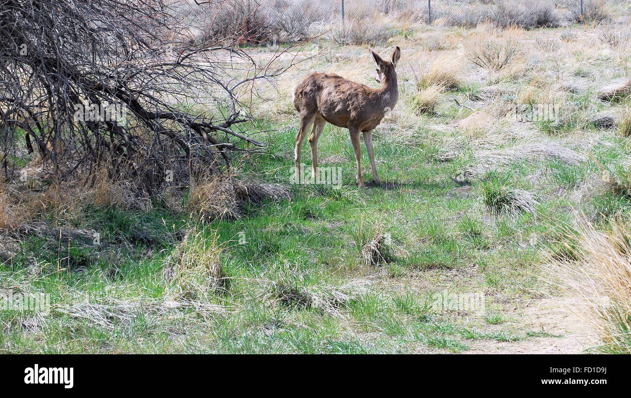 Deer grazing outdoors Stock Photo Alamy