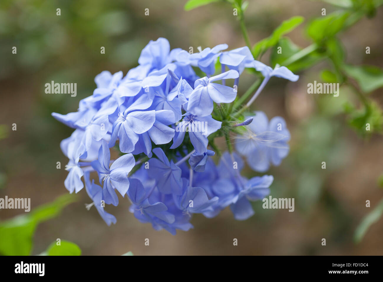 Close up of Plumbago Auriculata (Cape Leadwort), flowering in summer in the UK Stock Photo