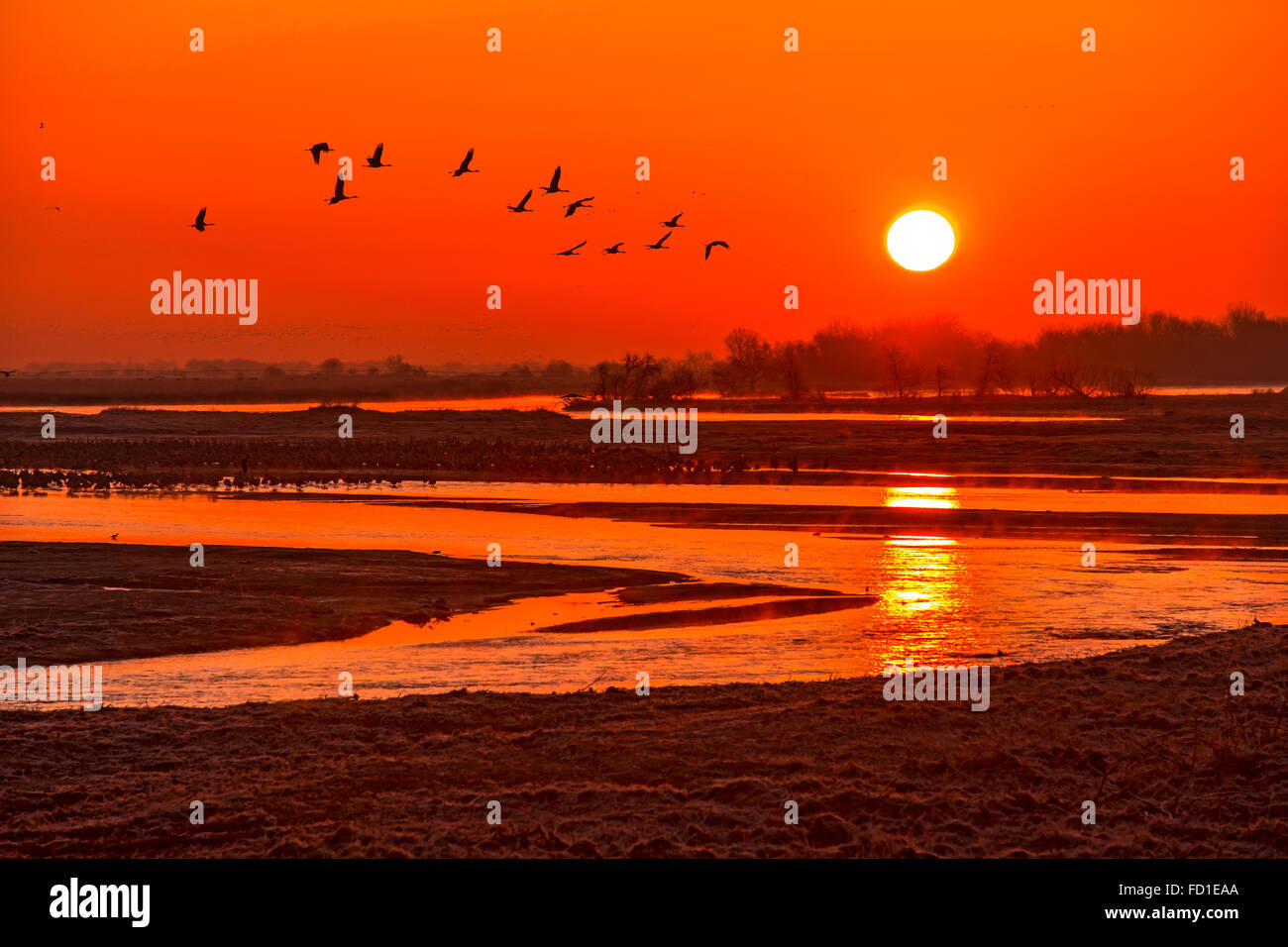 Sandhill Cranes migrate over the Platte River in Nebraska Stock Photo