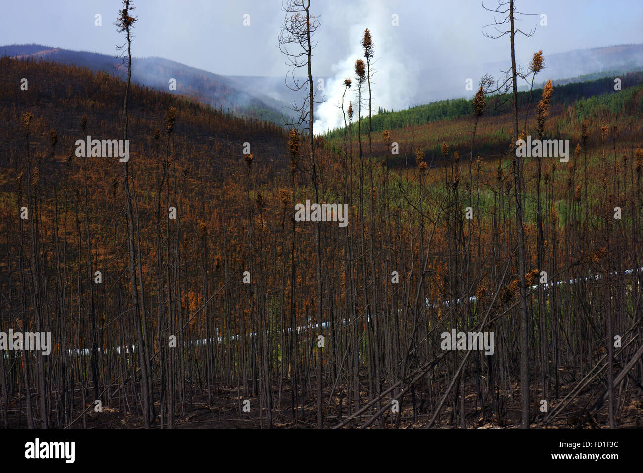 Forestfire and burned forest near Trans Alaska Oil Pipeline north of Fairbanks, Alaska Stock Photo