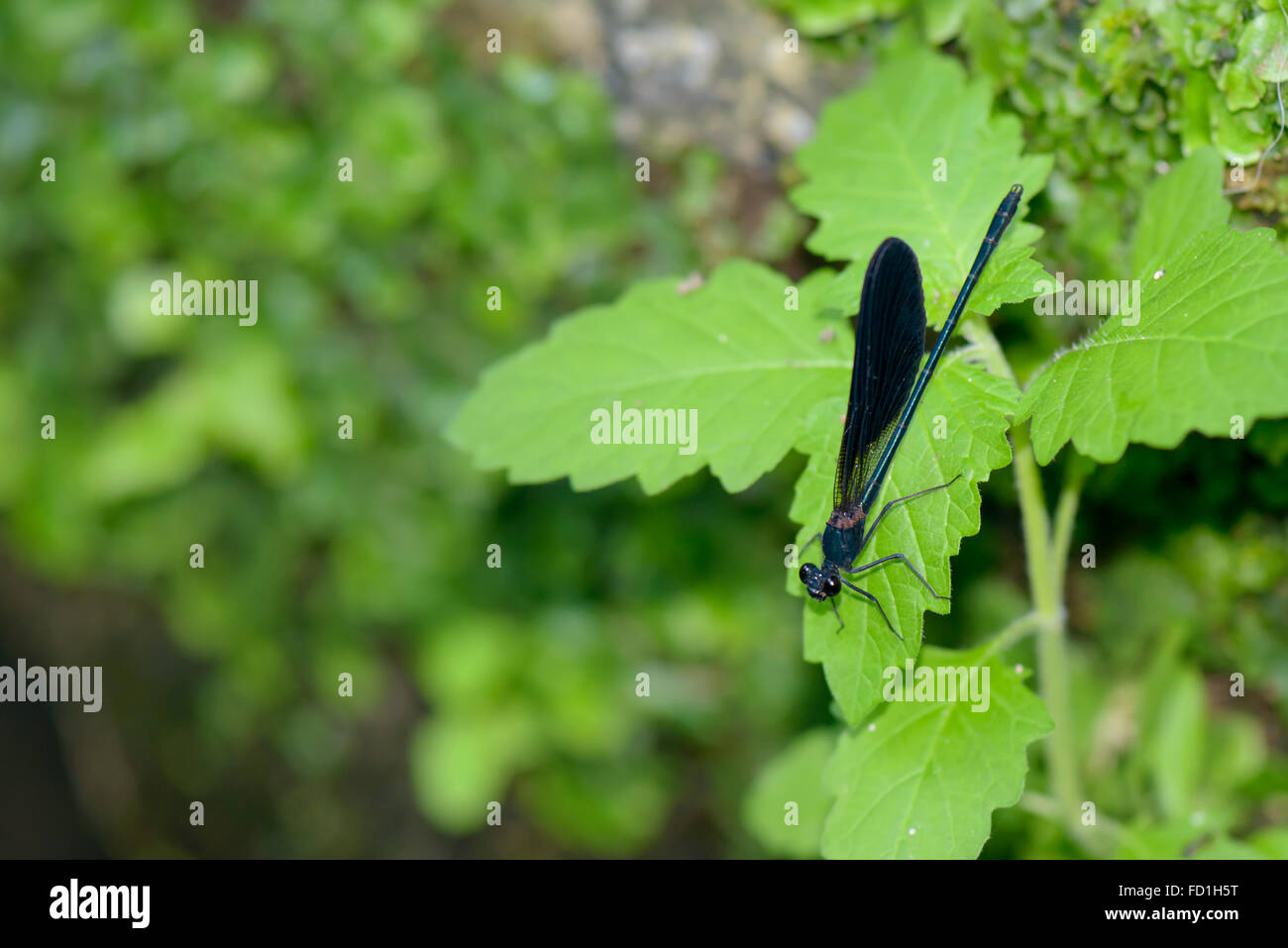 A black and red dragonfly resting on some leaf in the forest Stock ...