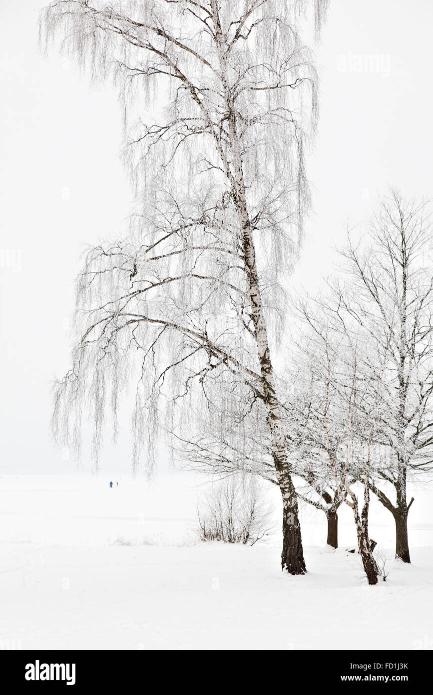 Birch trees in snow landscape hires stock photography and images Alamy