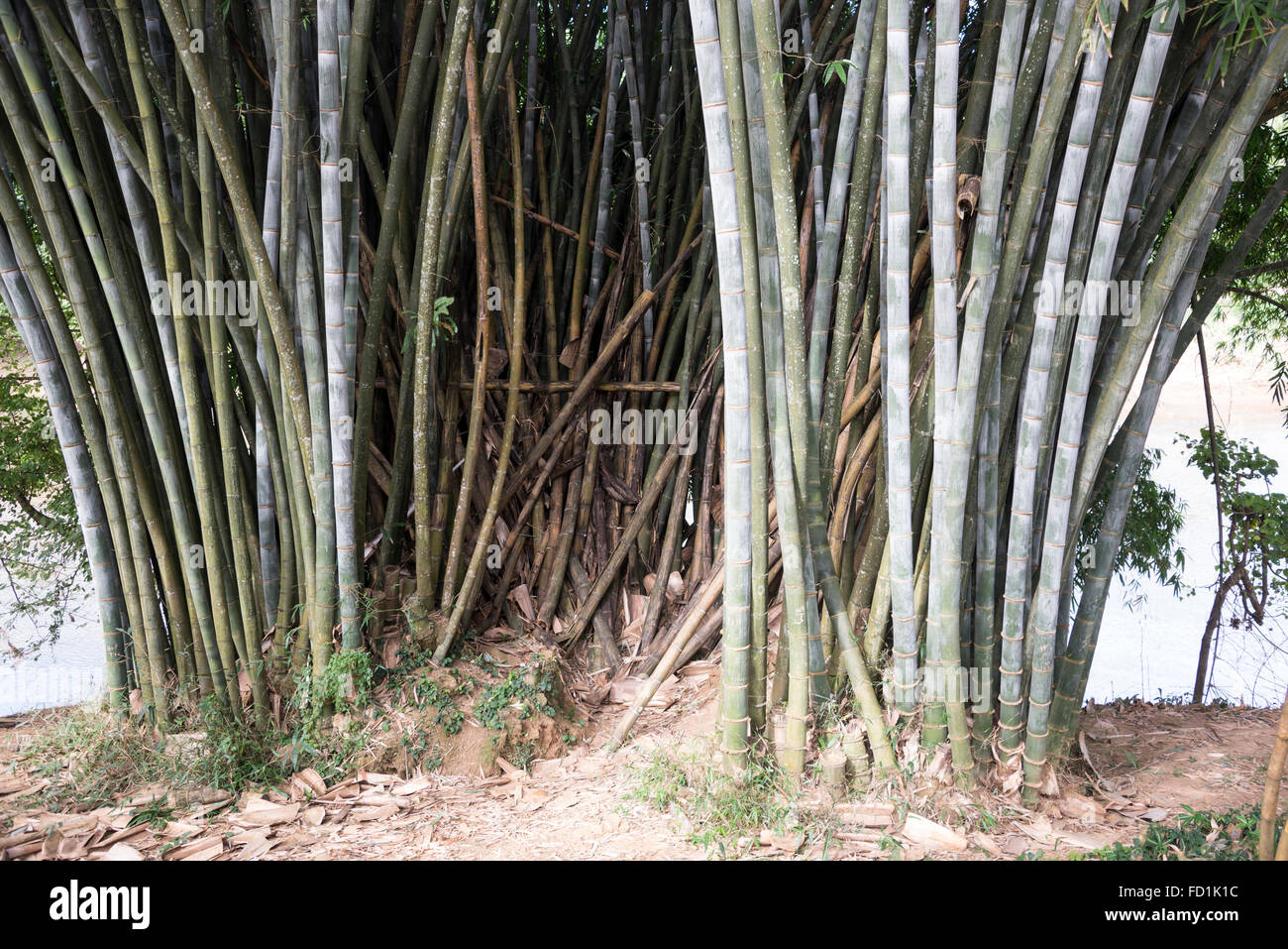 A clump of giant bamboo cane of Burma is the largest Known in the world