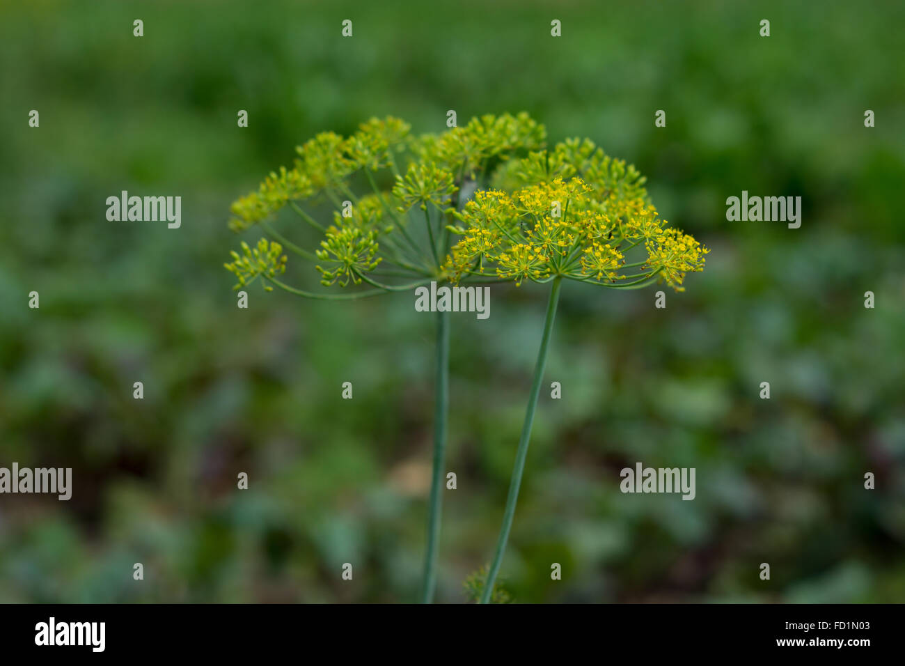 some yellow fennel growing on the field Stock Photo Alamy