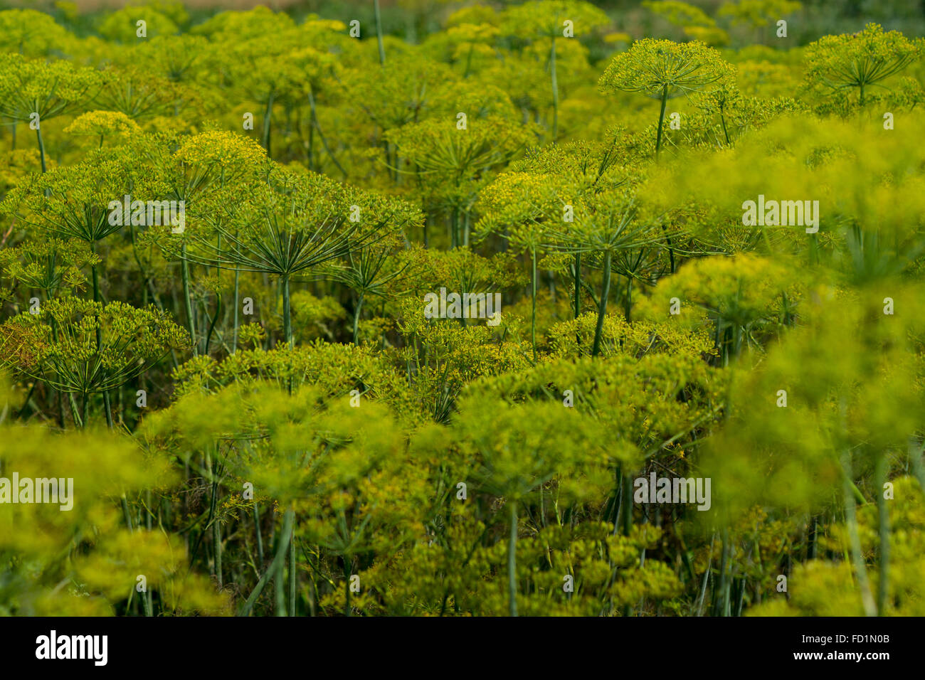 some yellow fennel growing on the field Stock Photo Alamy