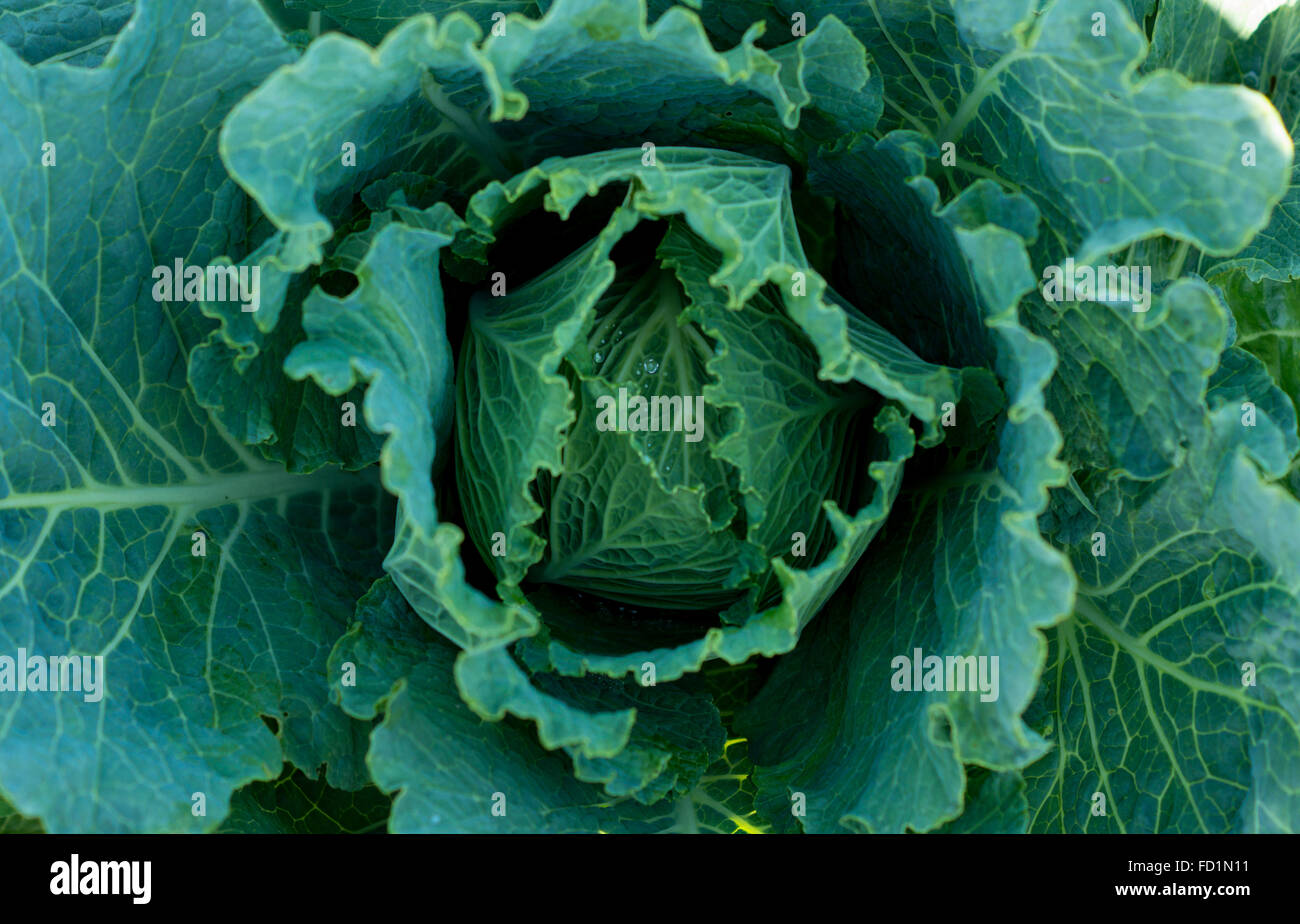detail photo of green cabbage with water drops Stock Photo Alamy