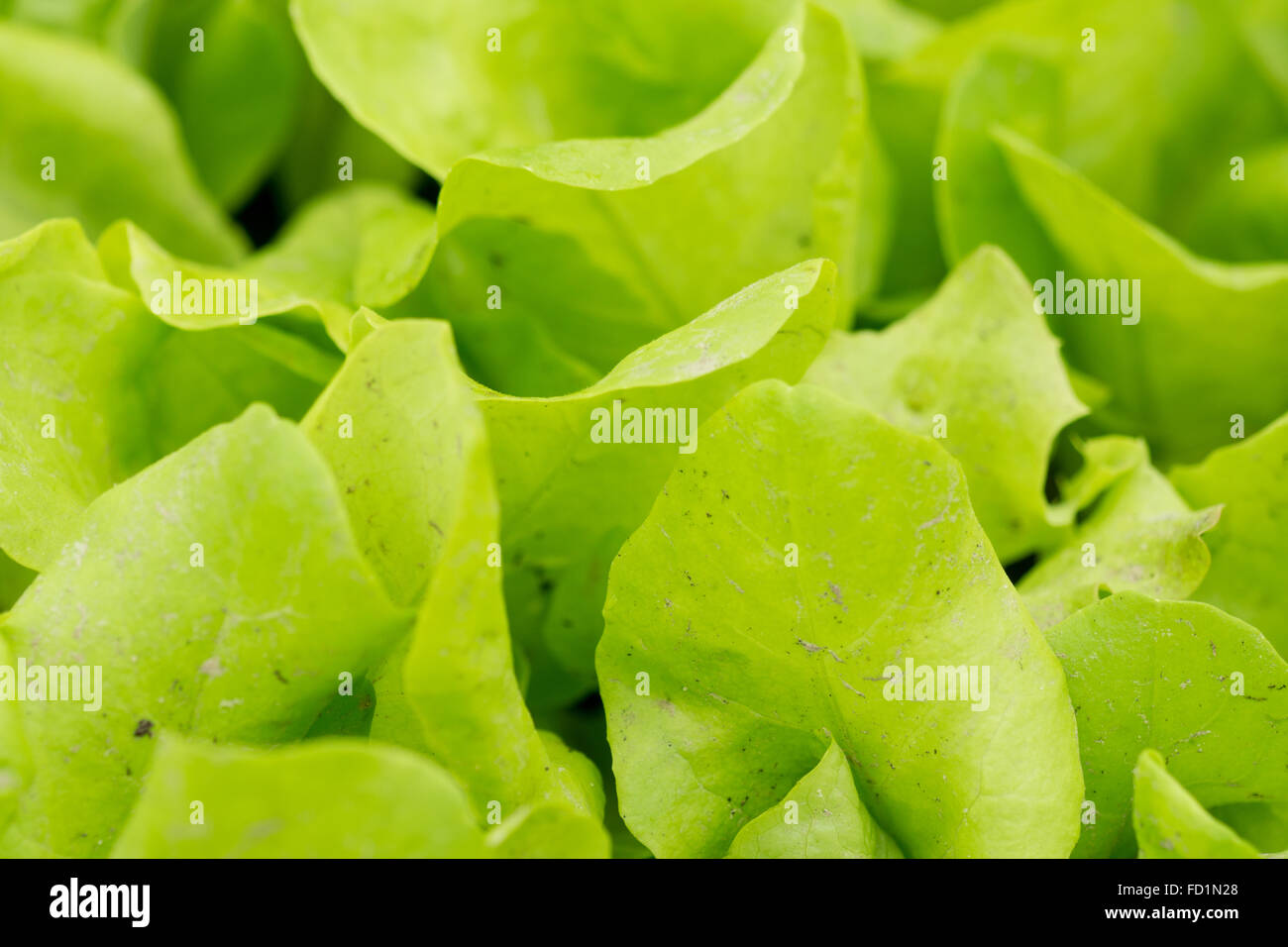 macro photography of some very small lettuce Stock Photo