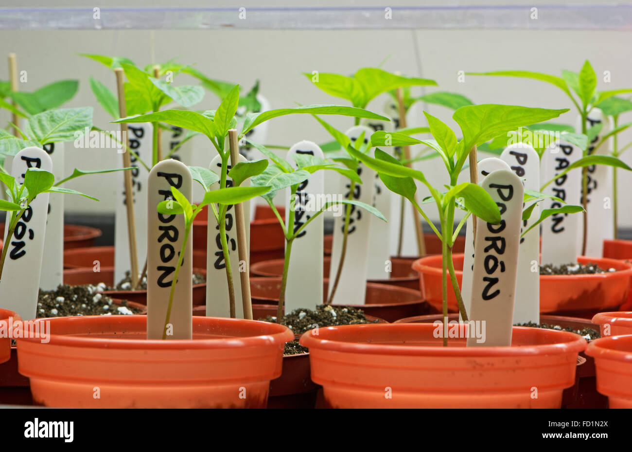 Pimiento de Padron Spanish pepper plant seedlings growing in a