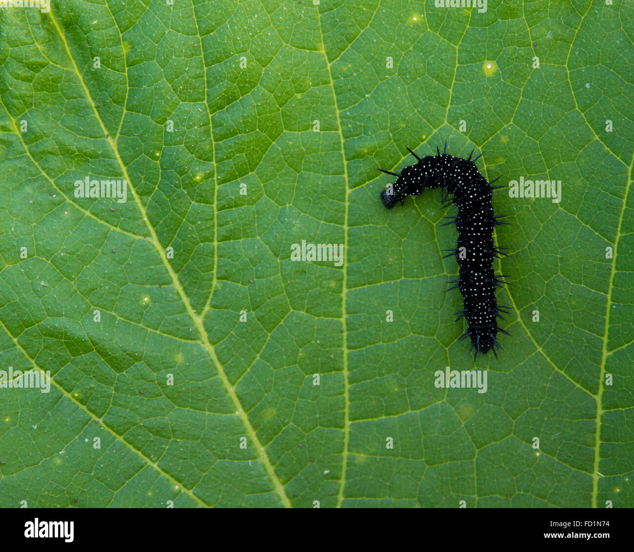 macro photo of black caterpillar on a green leaf Stock Photo - Alamy