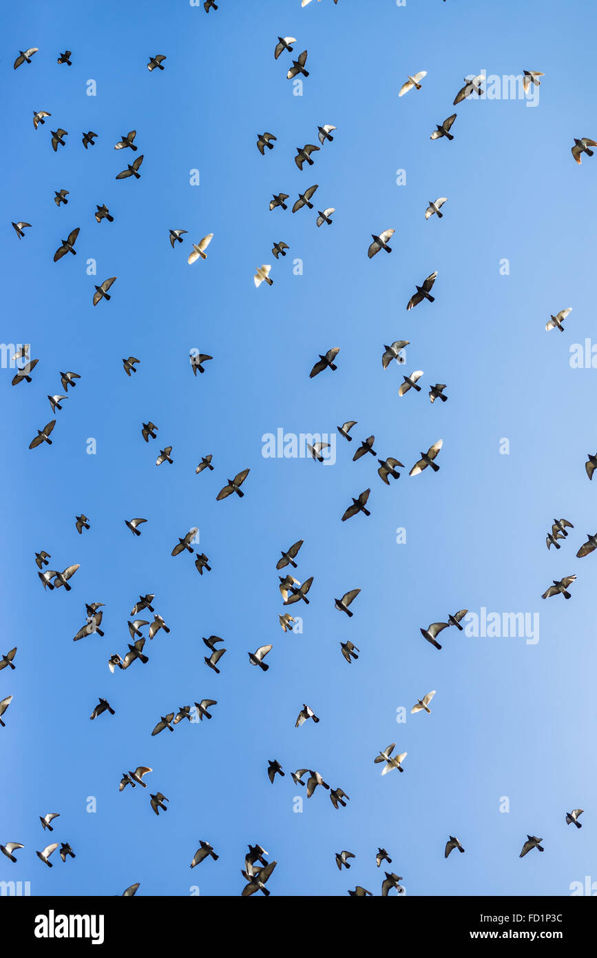 Flock of pigeons flying across the blue winter sky Stock Photo
