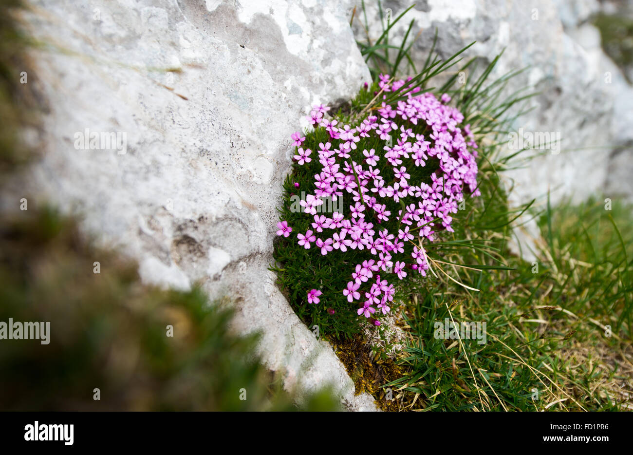 Mountain flowers tucked into the rock. Stock Photo