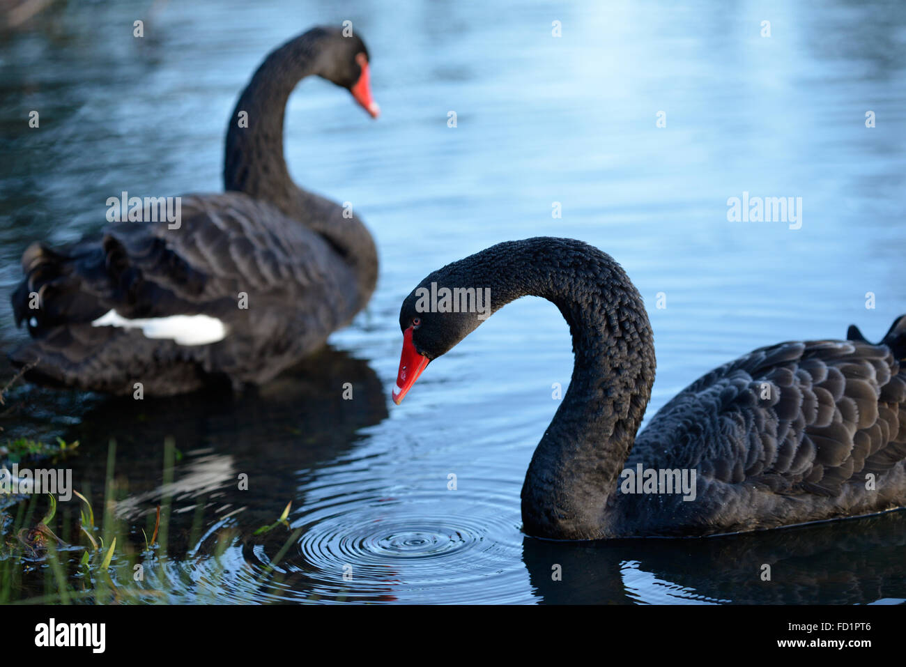 black swans Stock Photo