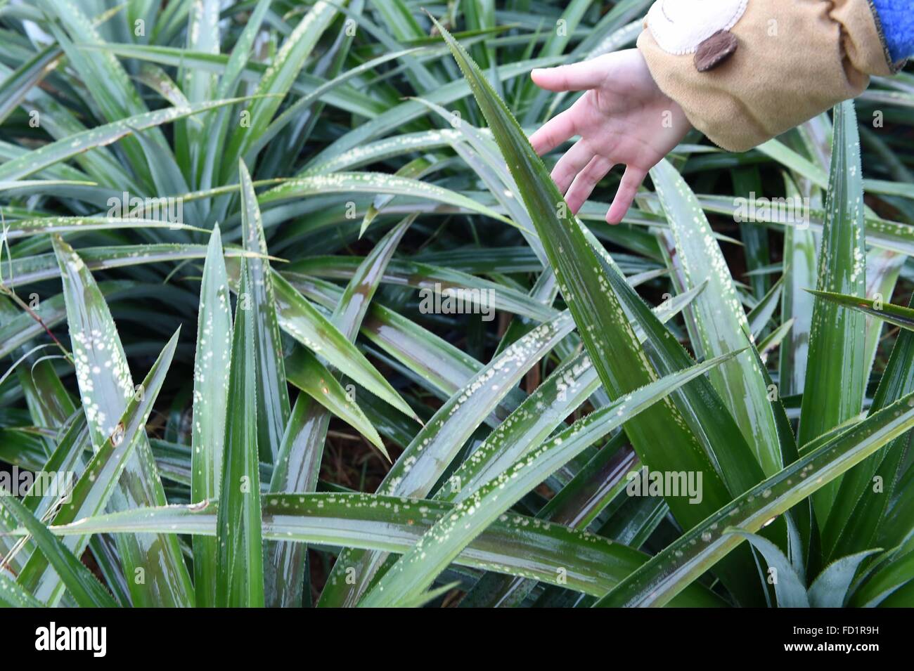 (160127) -- QINZHOU, Jan. 27, 2016 (Xinhua) -- An agricultural technician checks on frostbitten pineapple seedlings in Qinzhou, south China's Guangxi Zhuang Autonomous Region, Jan. 27, 2016. The freezing weather caused by cold wave in Qinzhou has caused damage to tropical crops introduced from southeast China's Taiwan.  (Xinhua/Zhou Hua)(wjq) Stock Photo