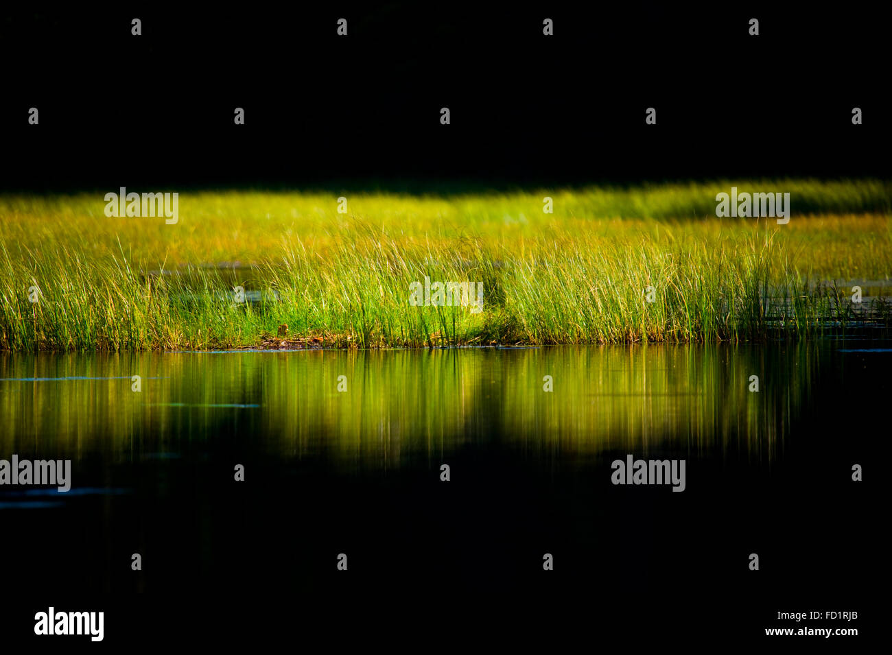 Grass above the calm surface of a lake in Canada. Stock Photo