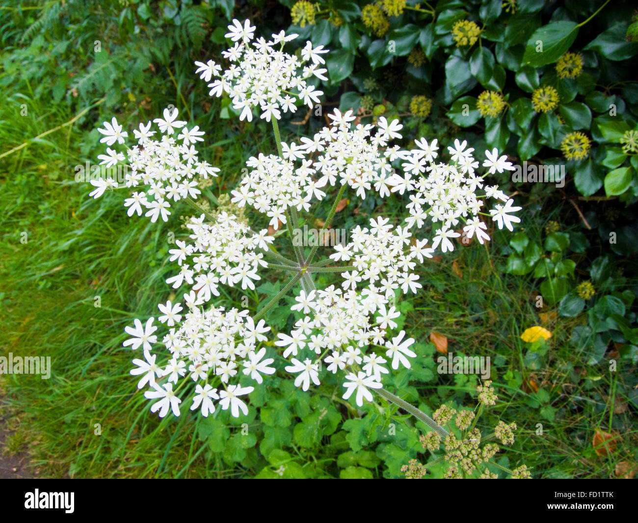 Common Hogweed ( Heracleum sphondylium ) in Flower, UK Stock Photo