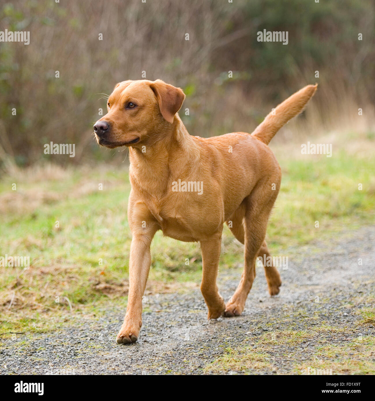 Red fox lab hi-res stock photography and images - Alamy