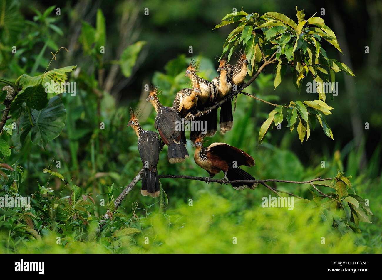 Hoatzin, Opisthocomus hoazin, Napo wildlife lodge, Amazonas, Ecuador, South America Stock Photo