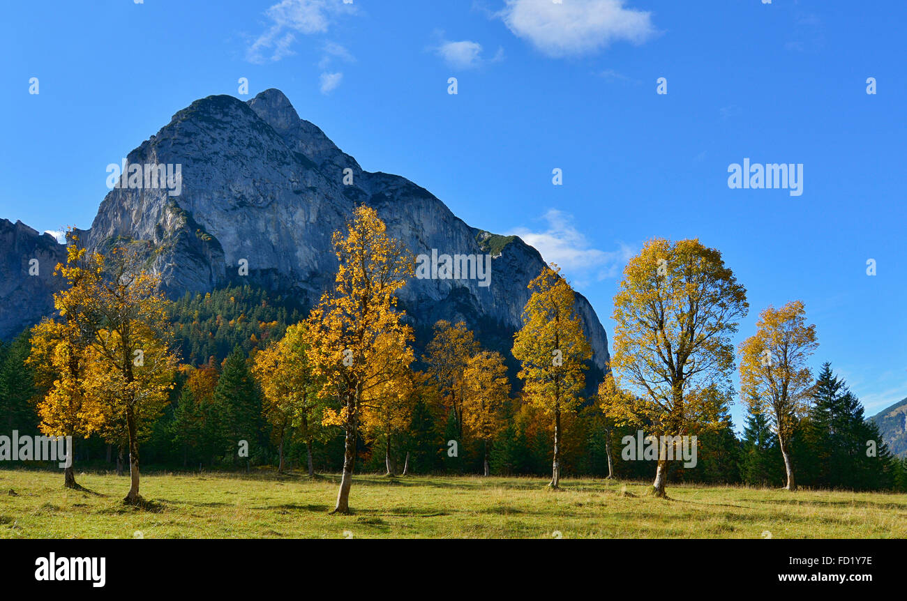 Autumn colored sycamores (Acer pseudoplatanus), Hinterriss, Tyrol, Austria Stock Photo