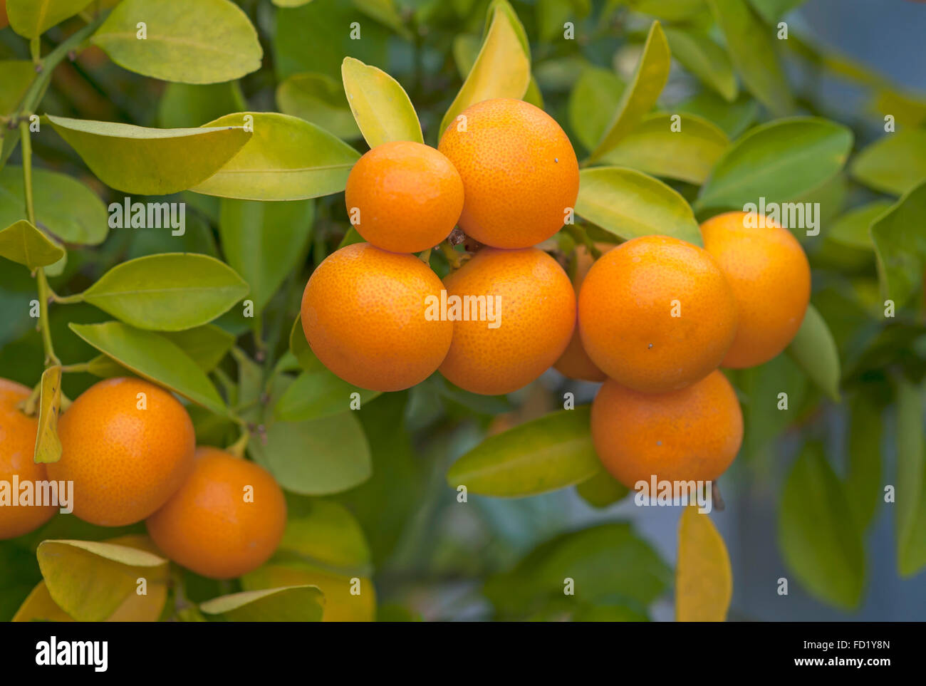 Calamondin (Citrus mitis) fruits on tree Stock Photo