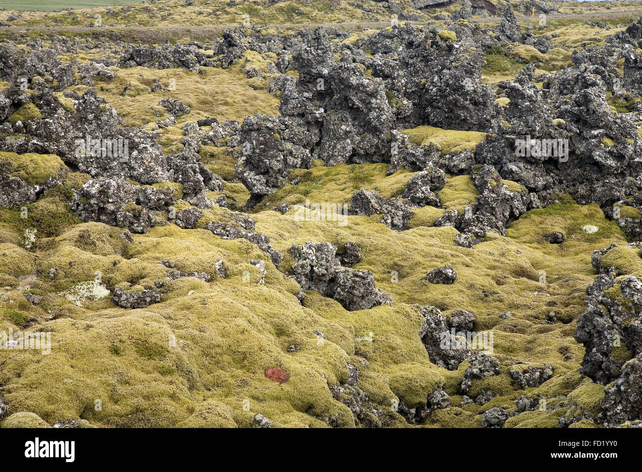 Moss covered lava, Berserker Lava, Stykkisholmur, Iceland Stock Photo
