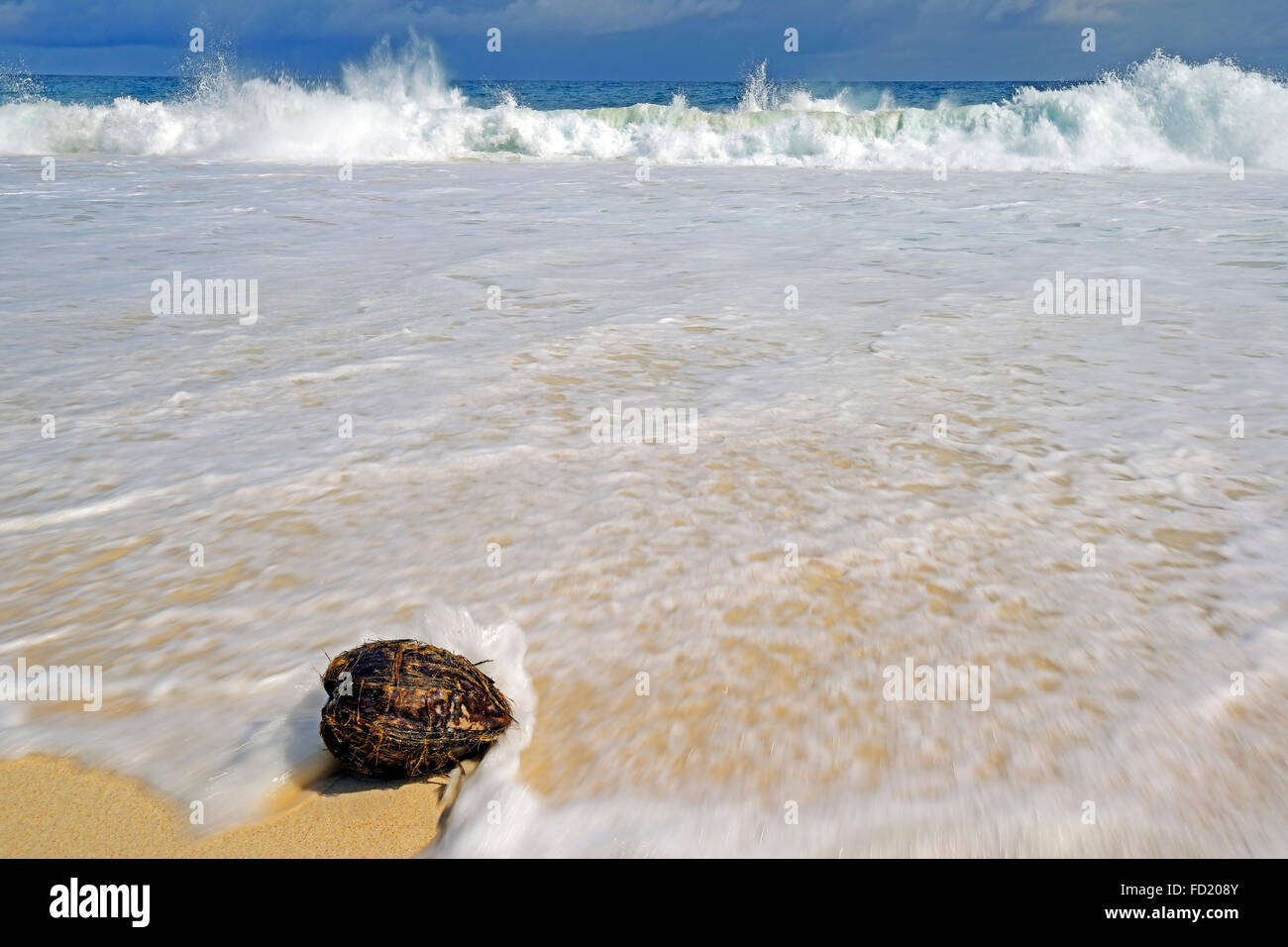 Coconut on beach in surf, Anse Intendance, Mahe Island, Seychelles Stock Photo