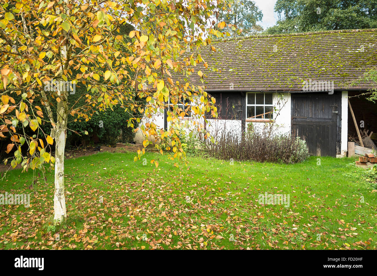 Autumn leaves falling from a silver birch tree in an English garden Stock Photo