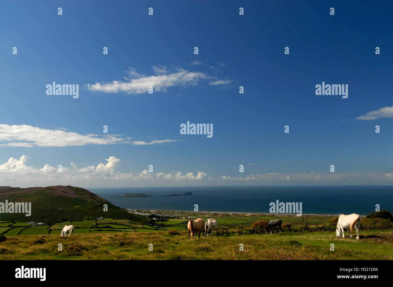 Llanmadoc Hill summit with ponies in foreground and Worms Head in distance. Blue sky with light cloud and calm sea. Stock Photo